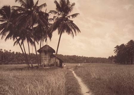 Рисовое поле в Керале